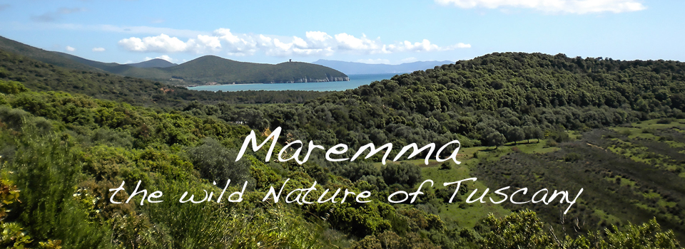 Maremma-wild-nature